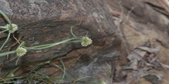 Cyperus kyllingia